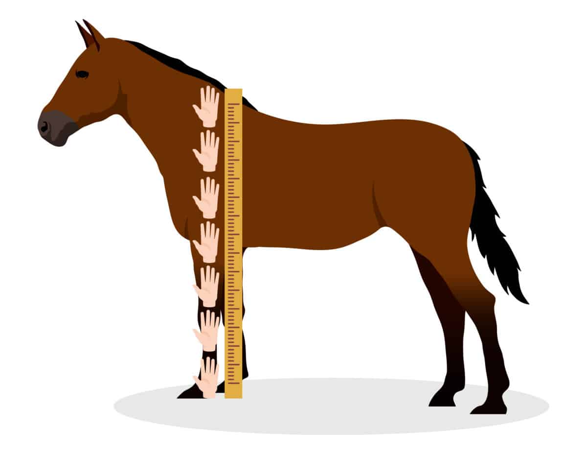 How Tall Is A Horse? (Full Guide Includes Breed Height Table)