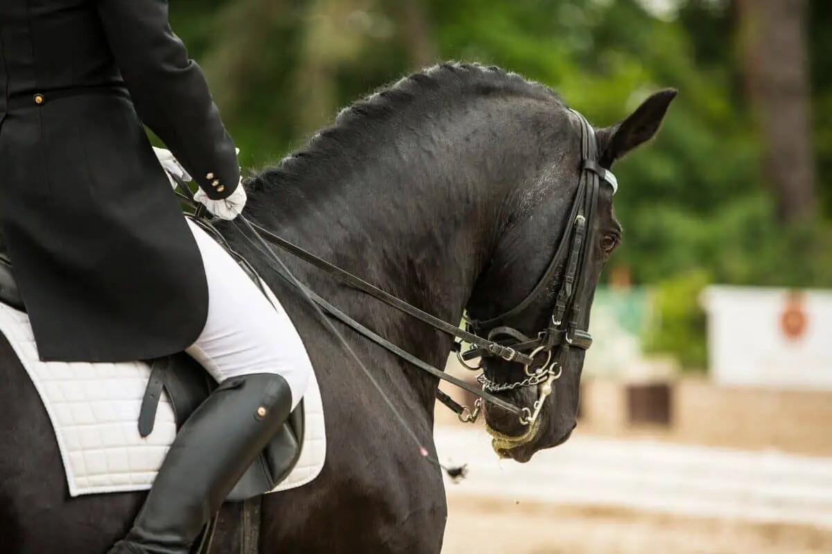 How Much Weight Can A Horse Carry