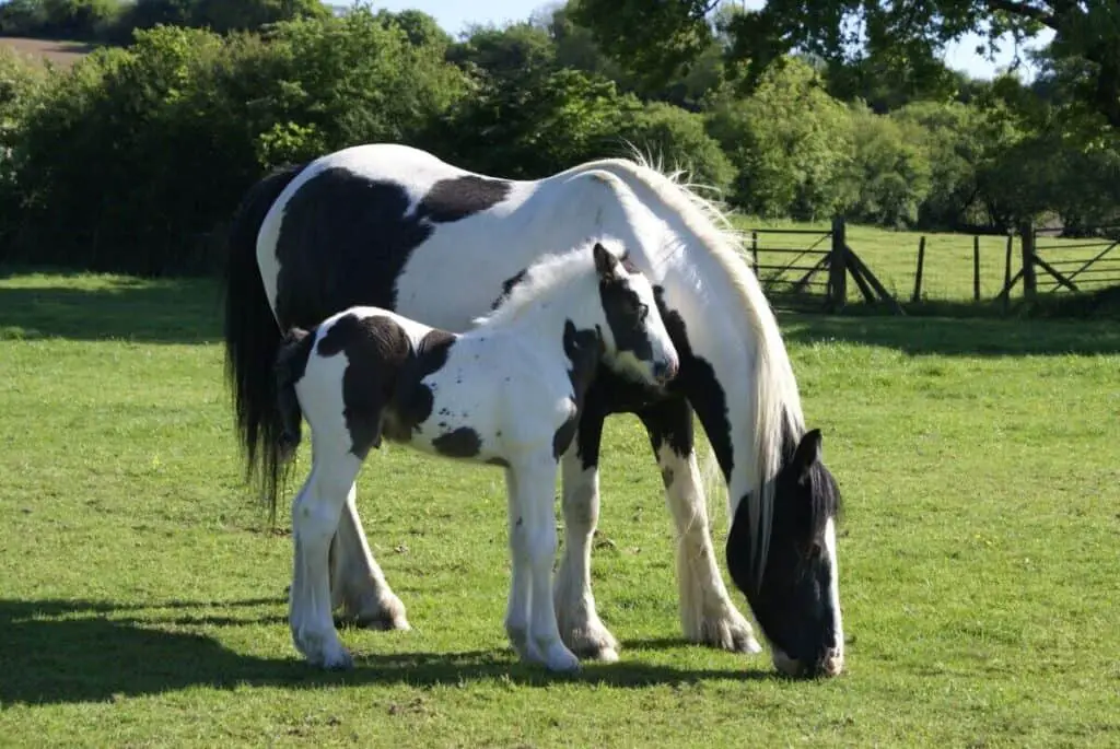 What Is A Baby Horse Called? (Includes Donkey Baby Name)