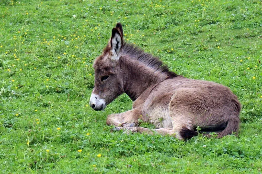 Baby Donkey Lying Down In A Field