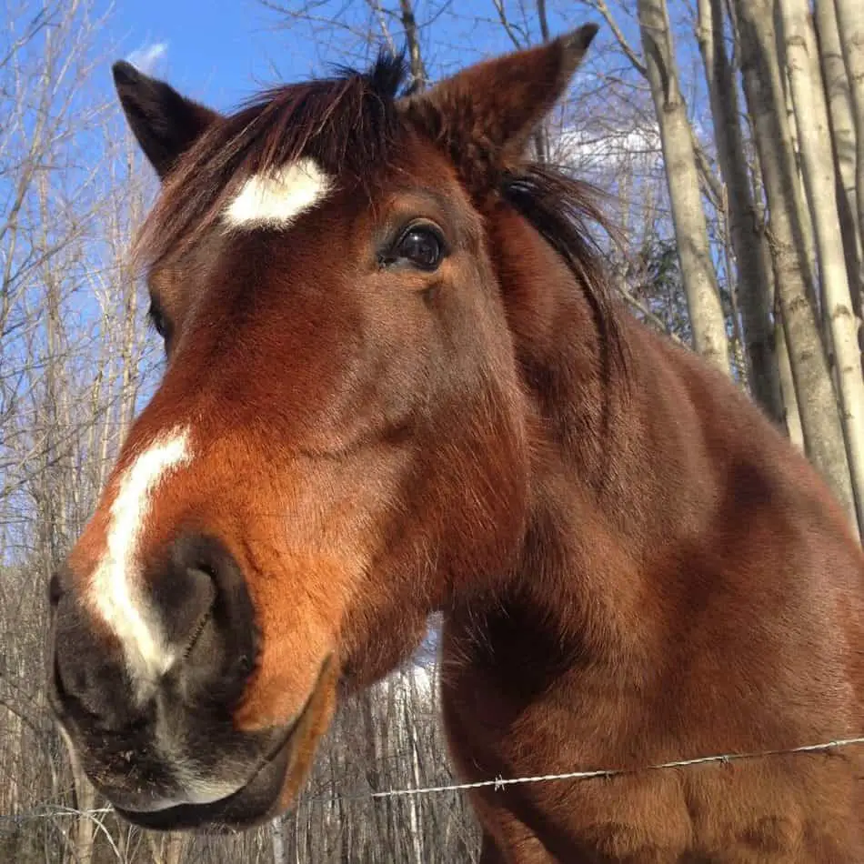 What Is An American Quarter Horse? (A Complete Breed Guide)