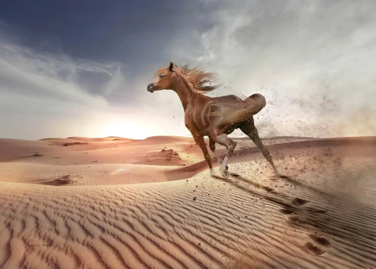 Horse Running In The Desert