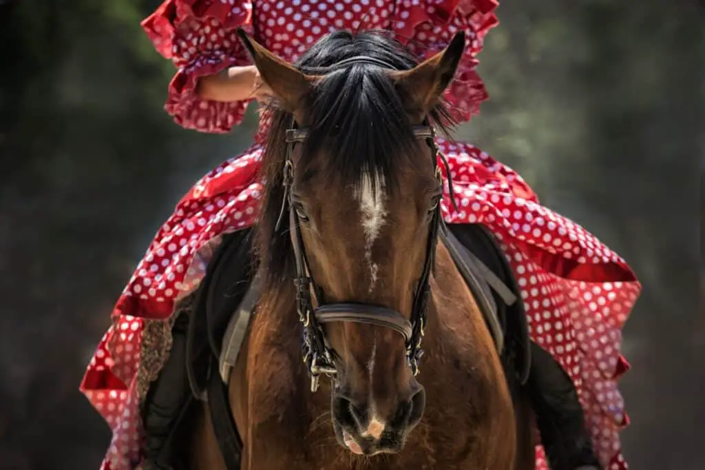 Horse At A Show