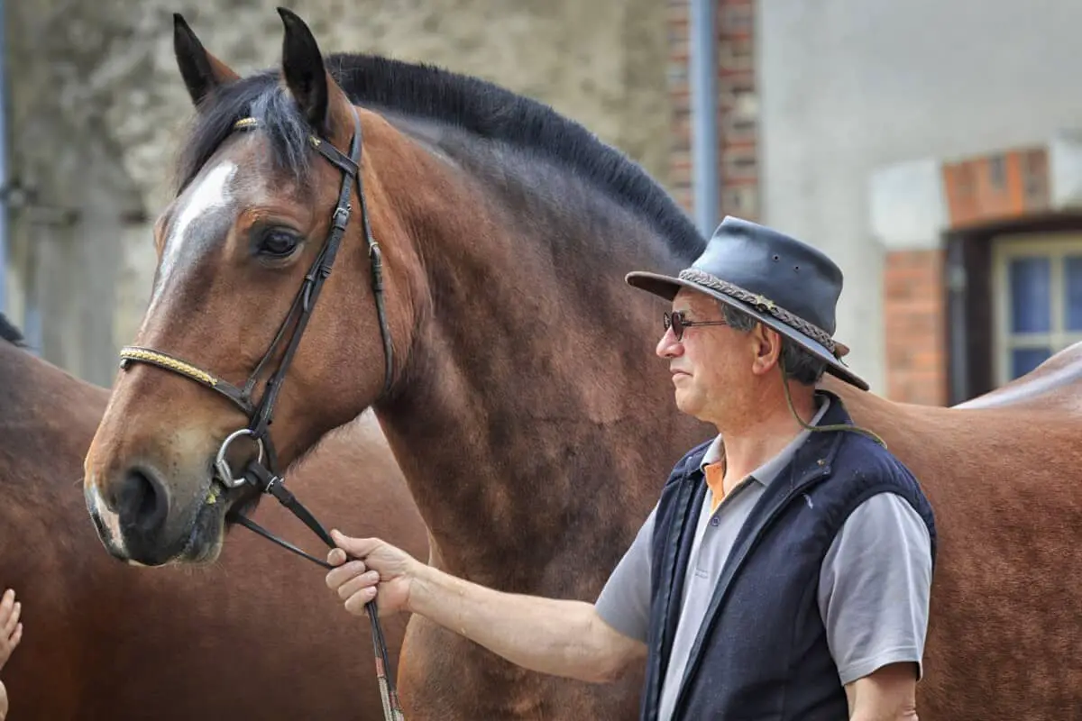 A Horse With Its Owner