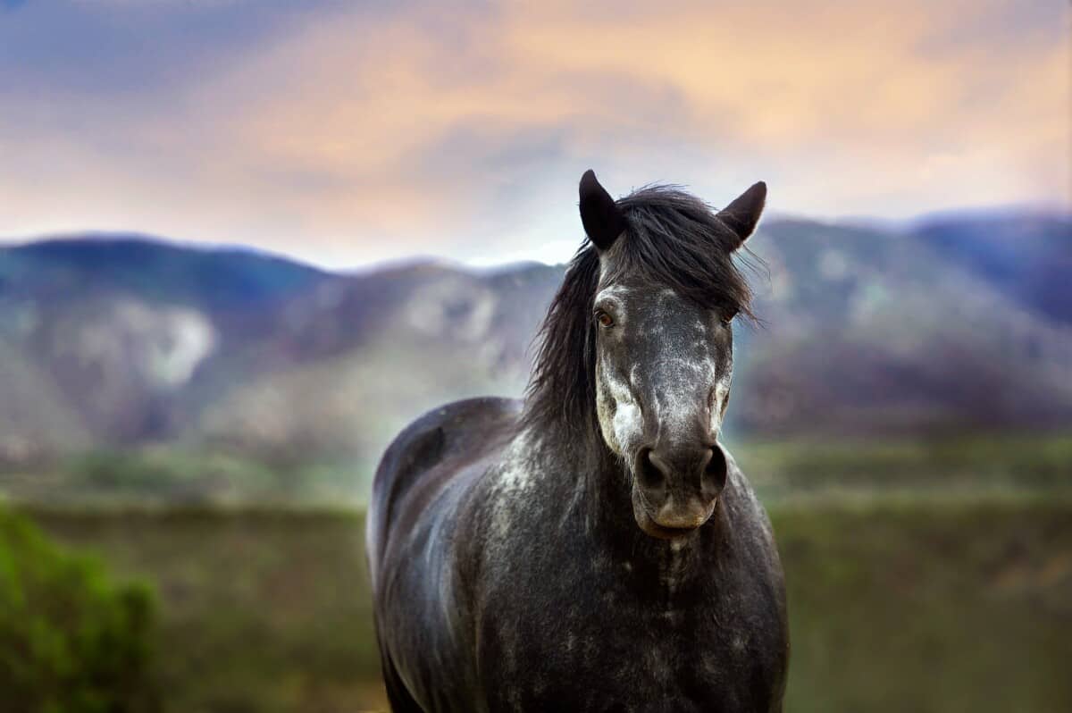 How Long Do Horses Live