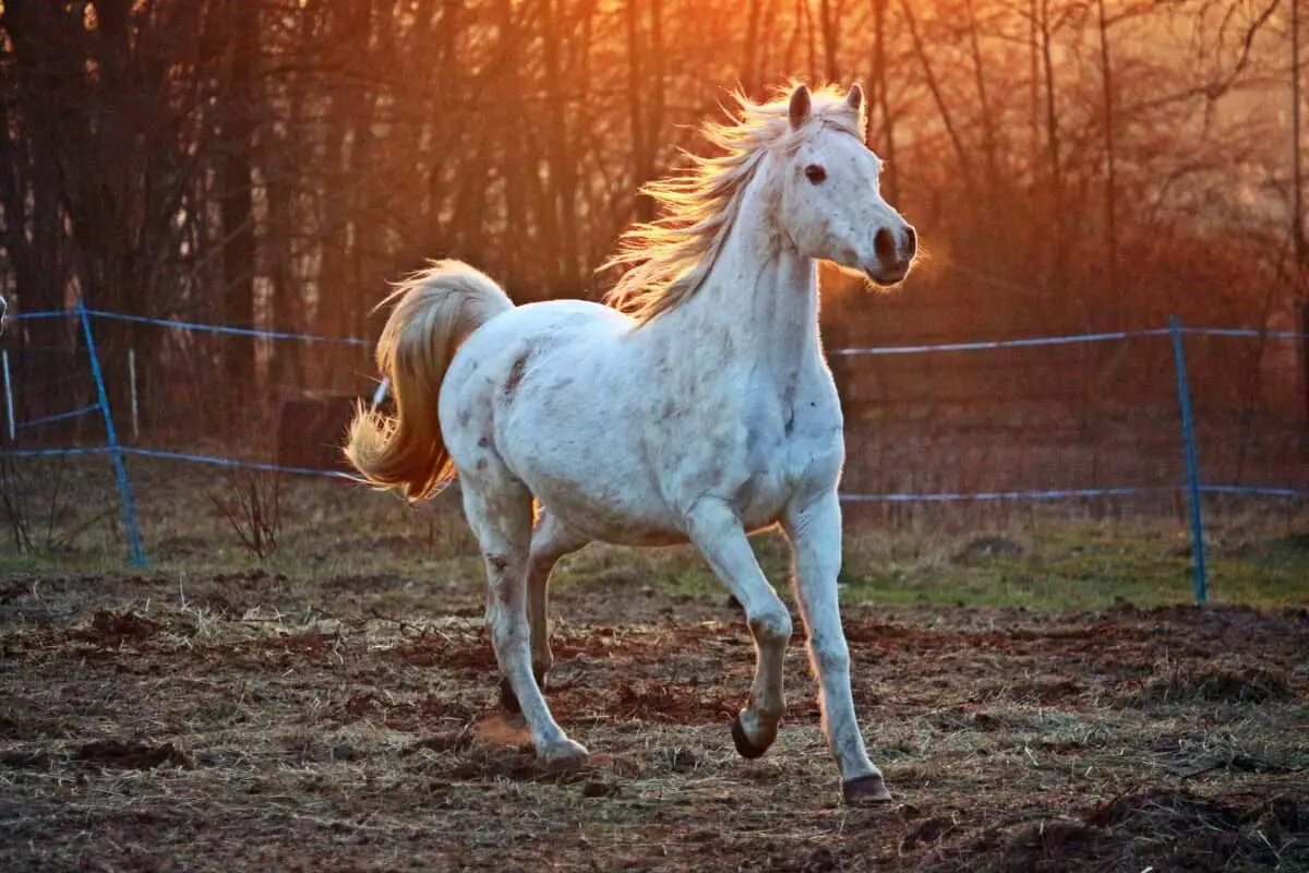 Arabian Thoroughbred 