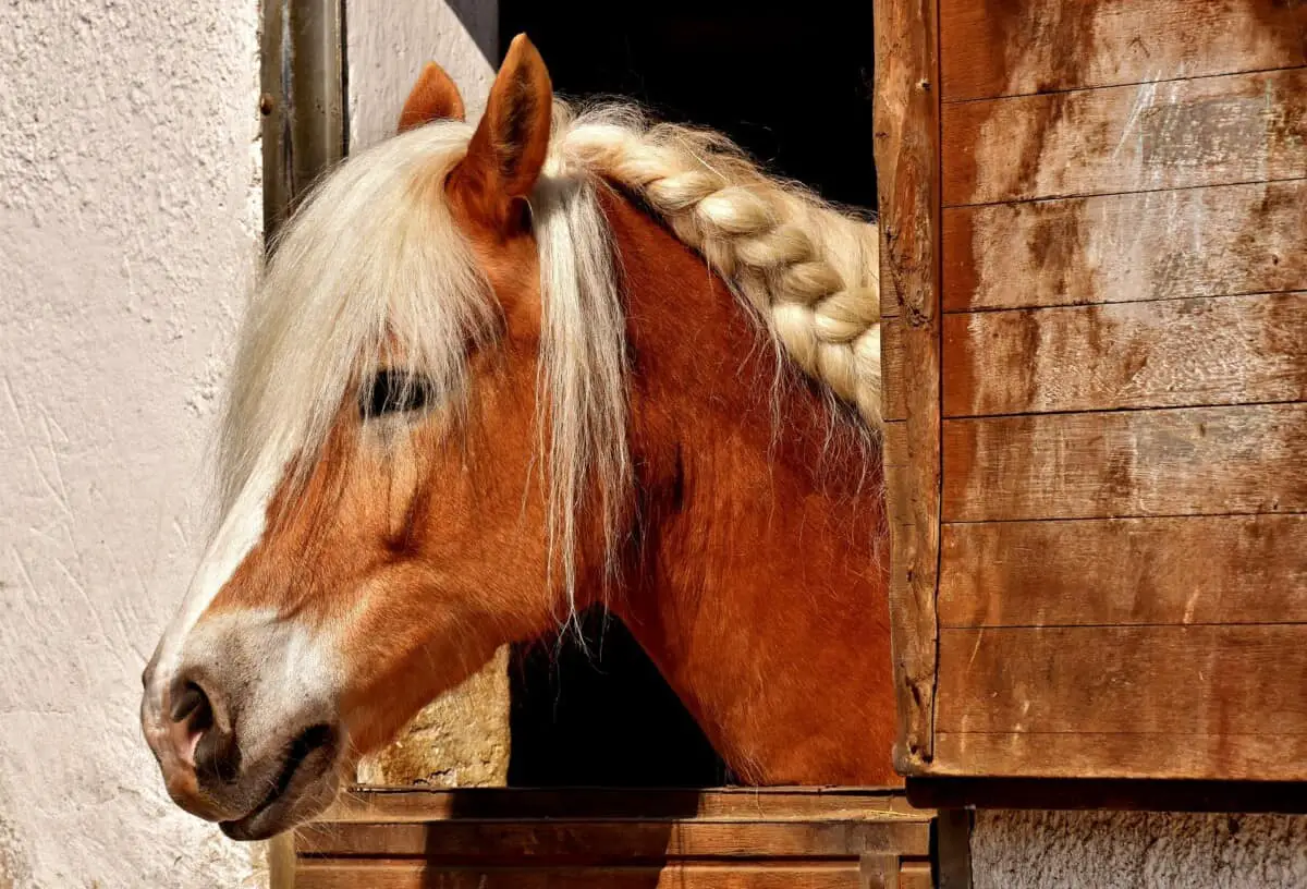 Horse In A Stable