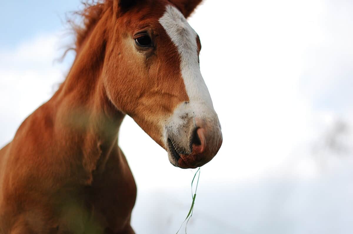 A Tall Brown Horse