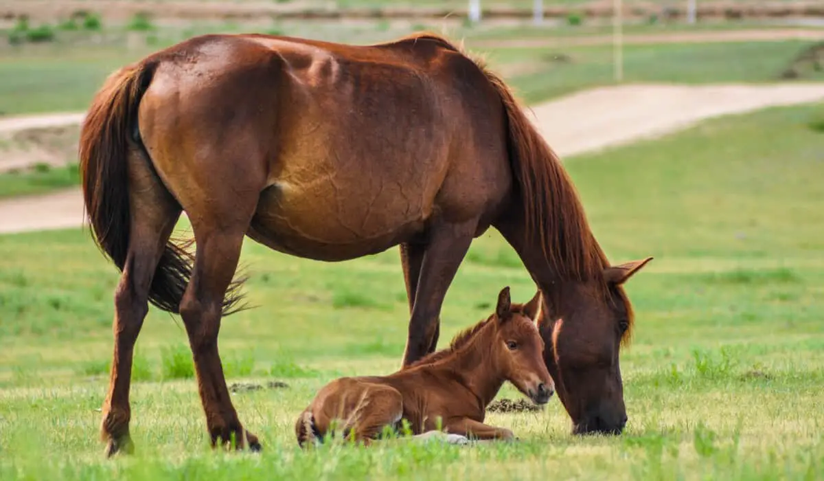 Baby Horse With Mother