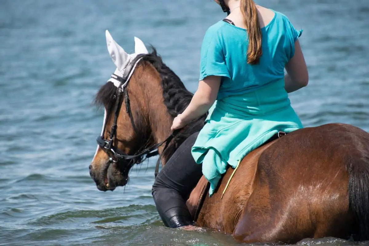 Horse Swimming Whilst Being Ridden