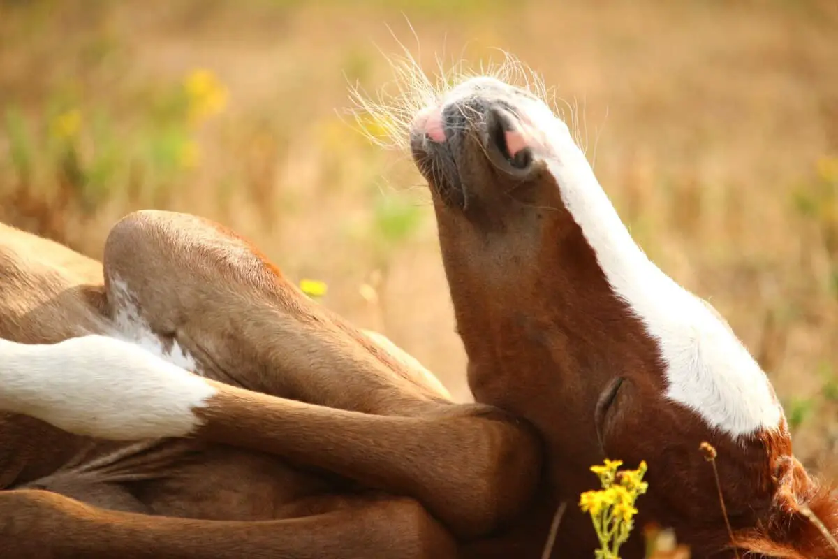 Do Horses Sleep Standing Up