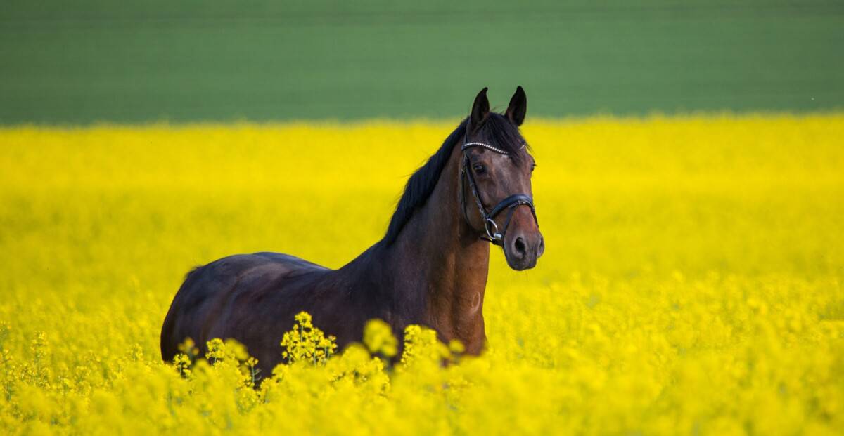 A Handsome Horse Walking Through Rapeseed