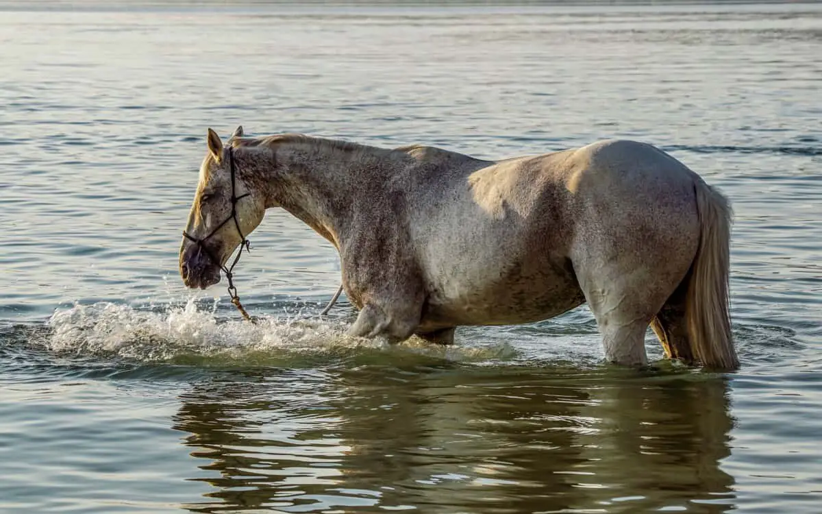 Horse Swimming