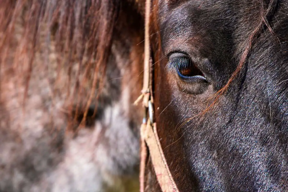 Can Horses See Color