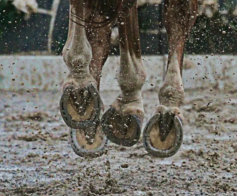 Why Do Horses Need Shoes? (A Complete Guide)
