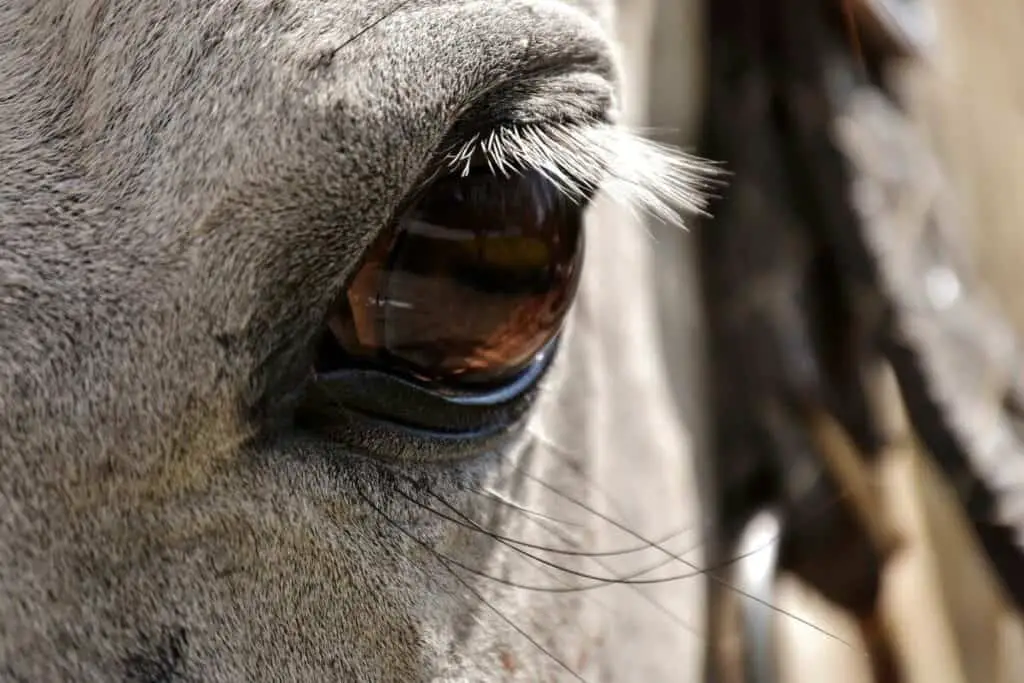 Horses Eye Up Close