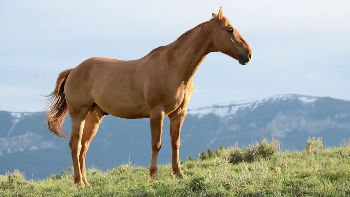 Horse Standing Outdoors