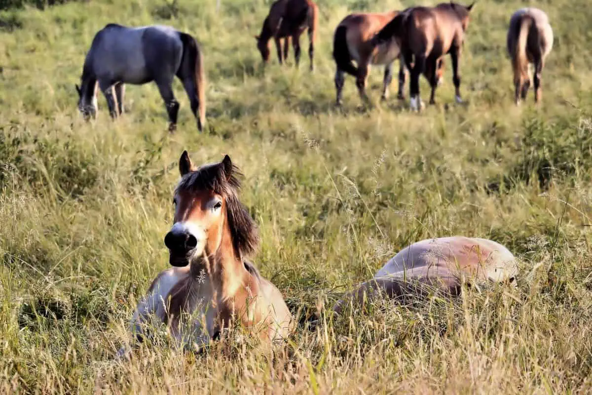 Horses Lying Down In A Field