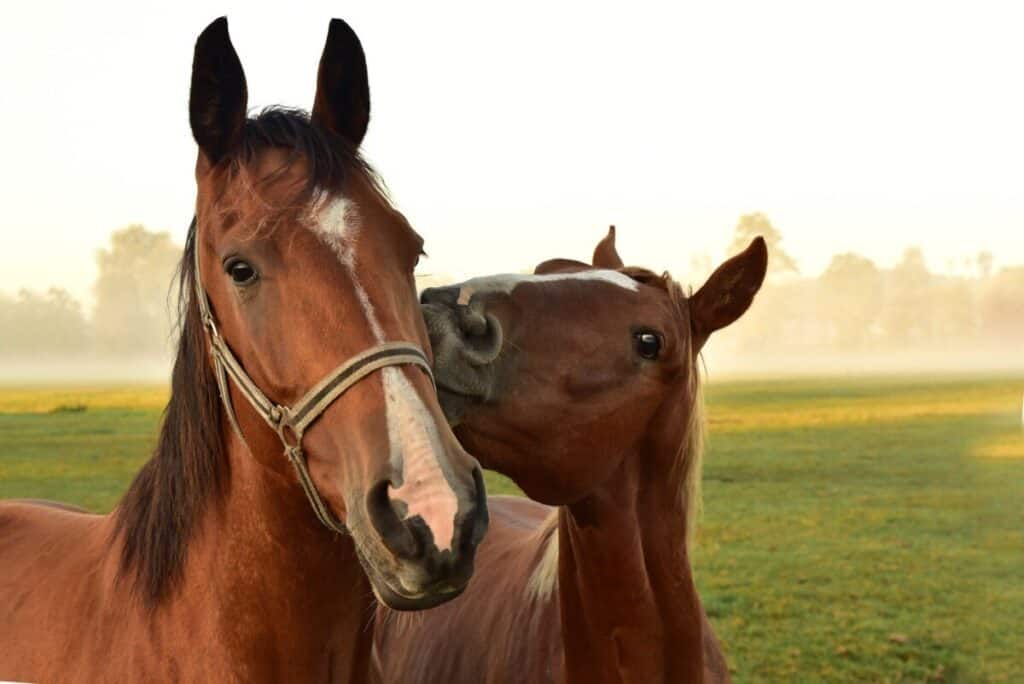 Clever Horse Names