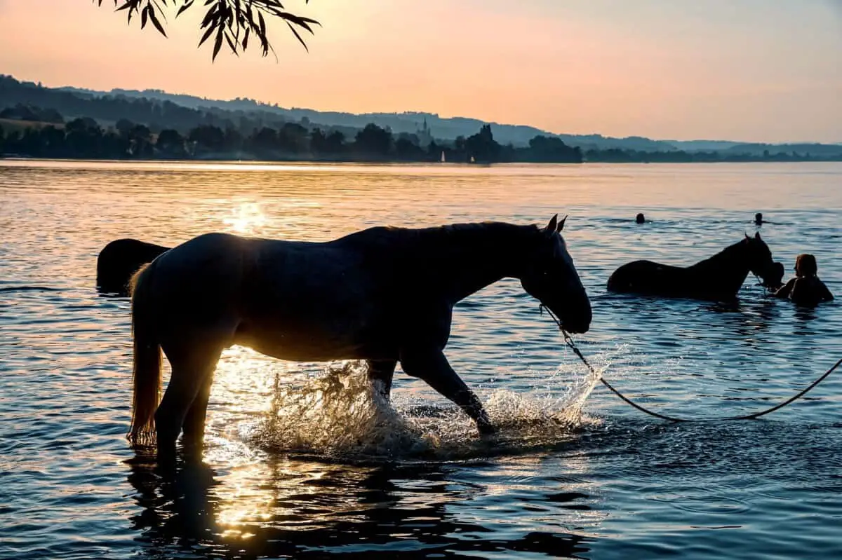 Horses Swimming In A Lake