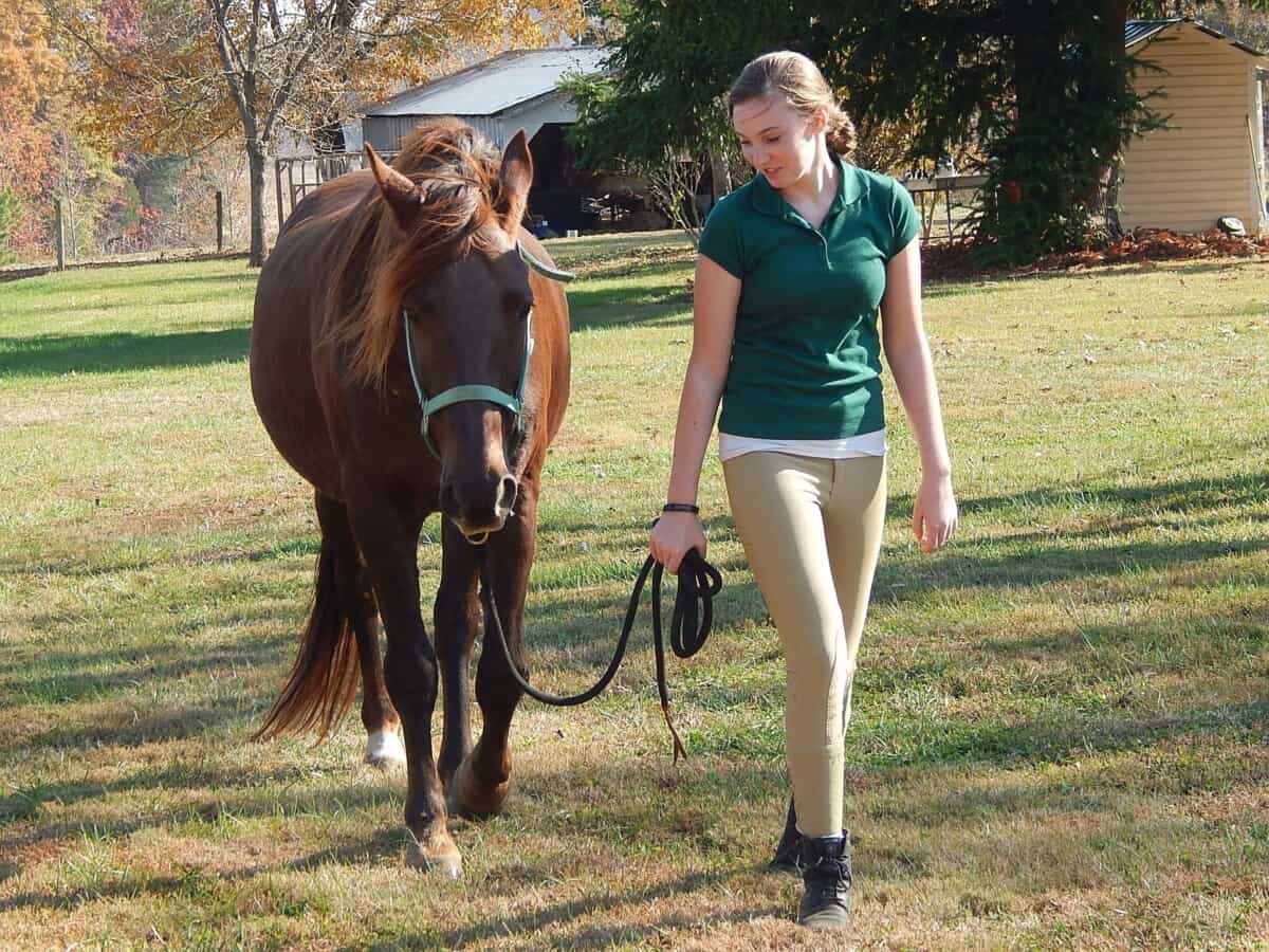 How Far Can A Horse Travel In A Day