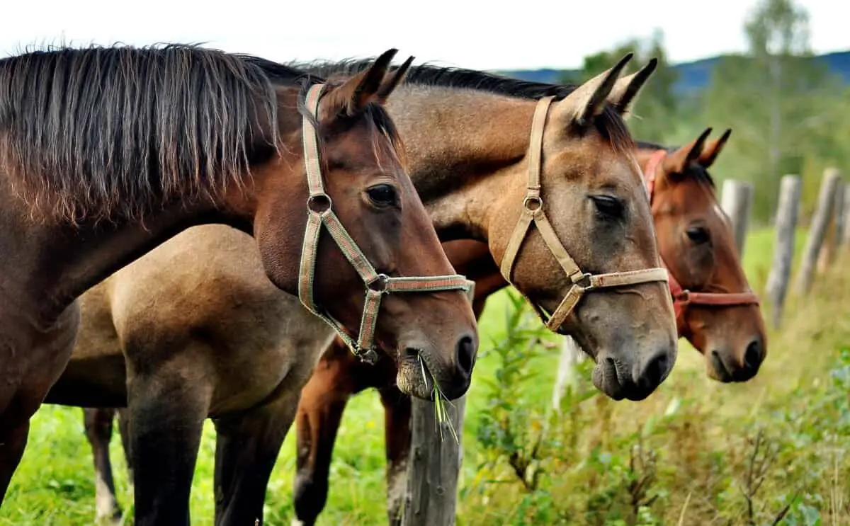 How Smart Is A Horse