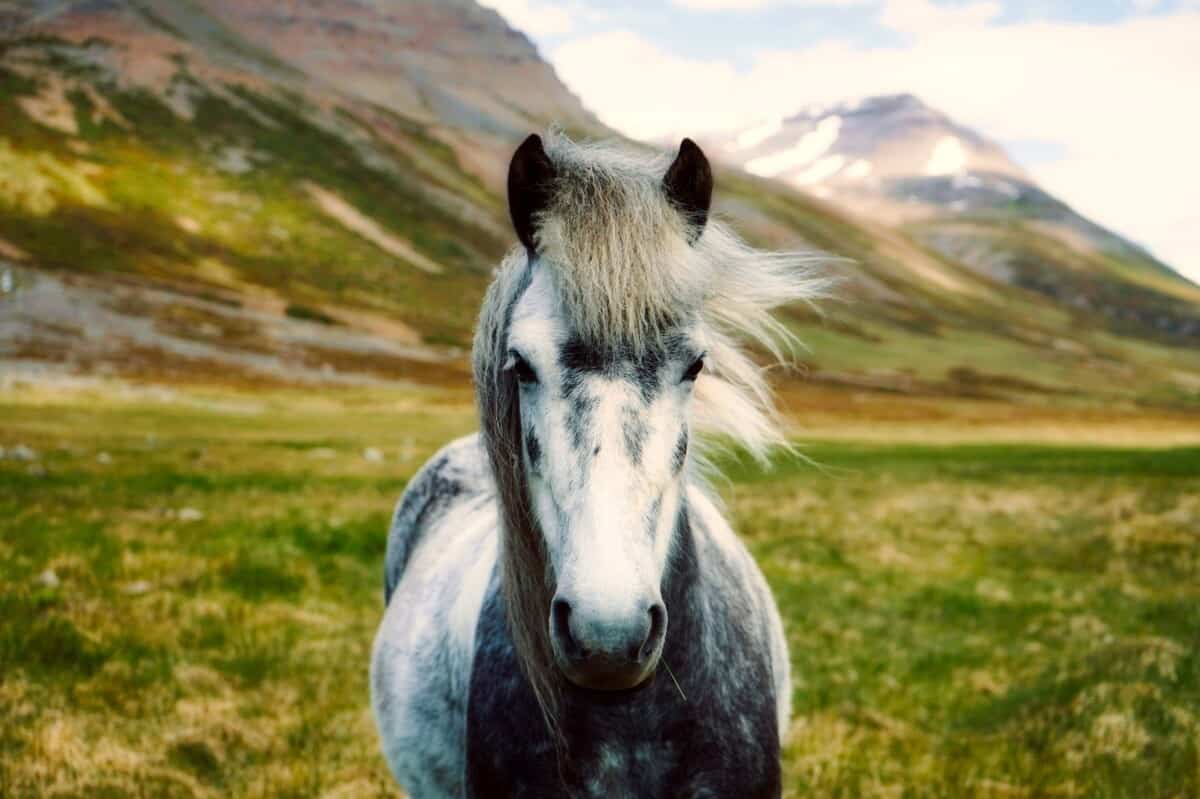 Icelandic Horse In The Wild