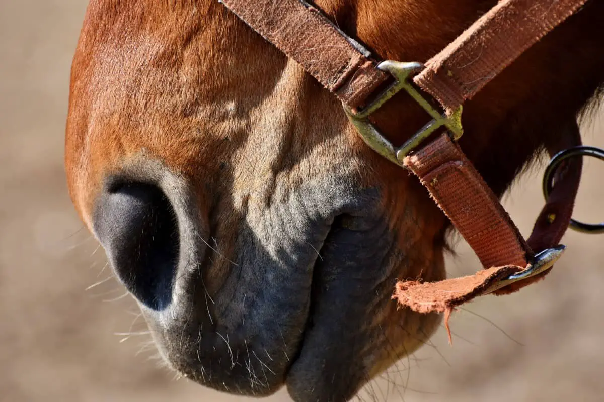 Closeup Of A Horses Mouth