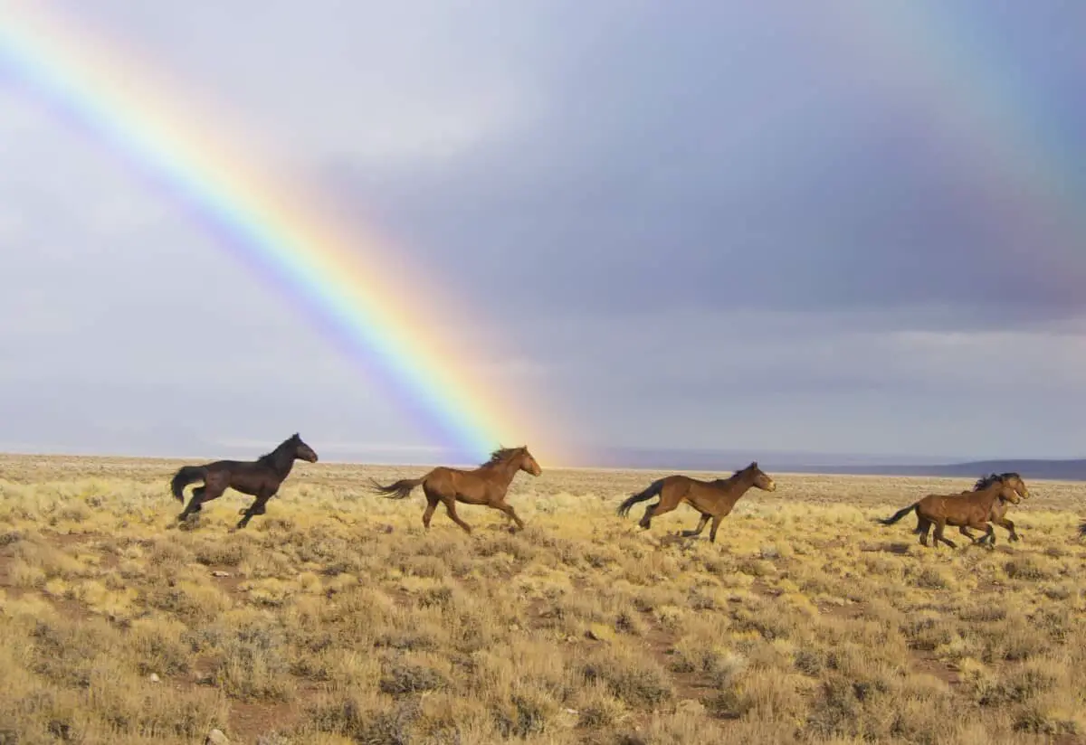 Wild Horses Running