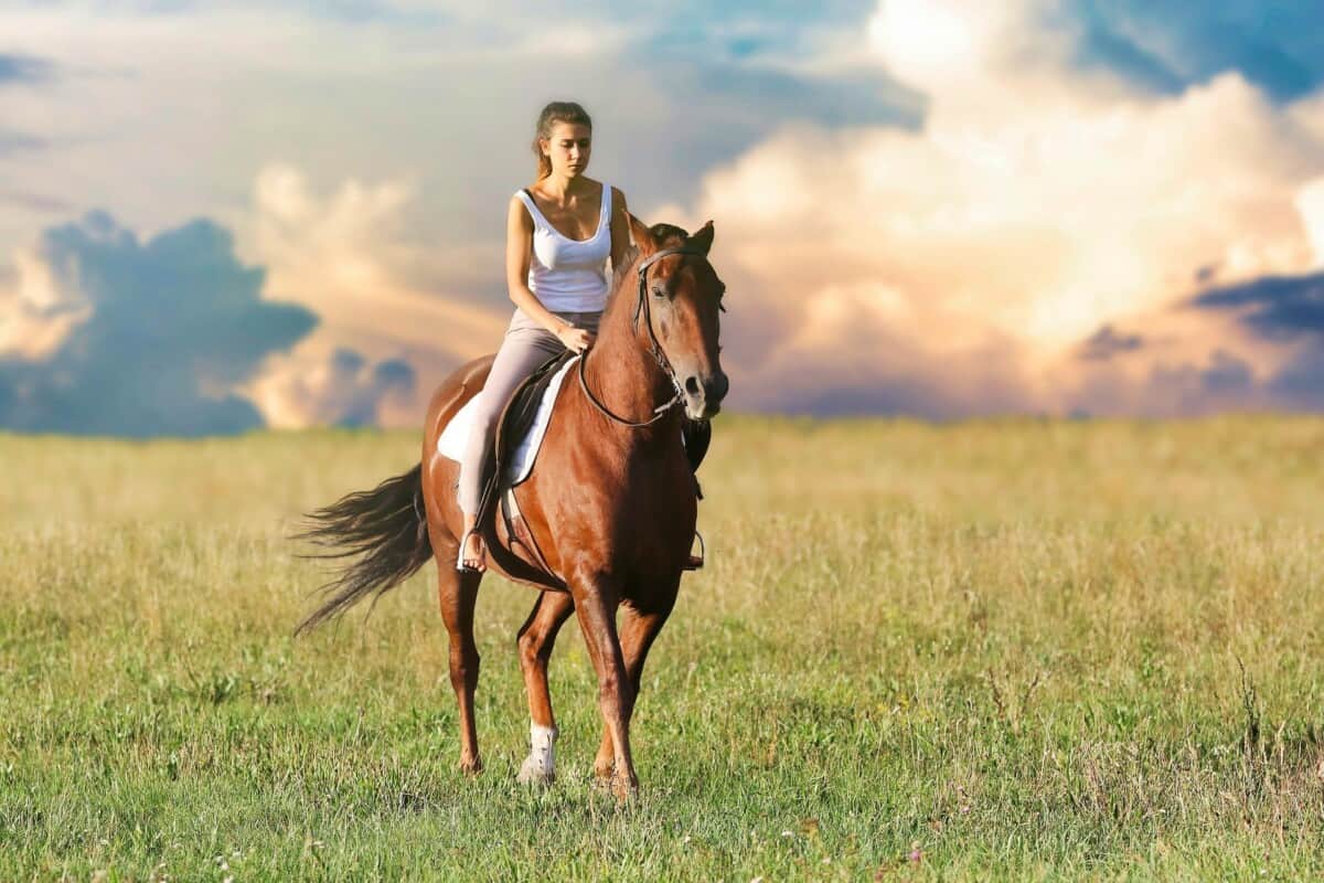 Horse Rider Riding A Horse Outdoors