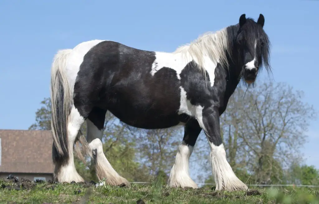 Belgian Draft Horse