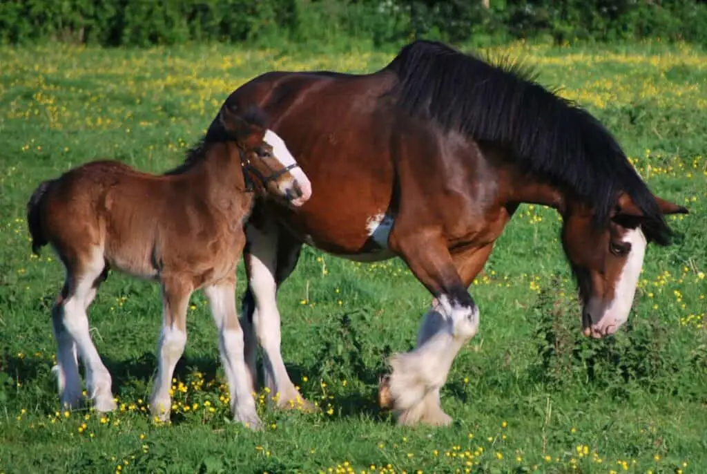 Clydesdales