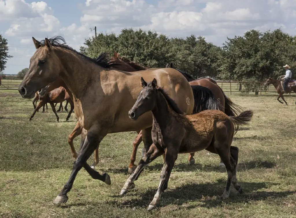 American Quarter Horses