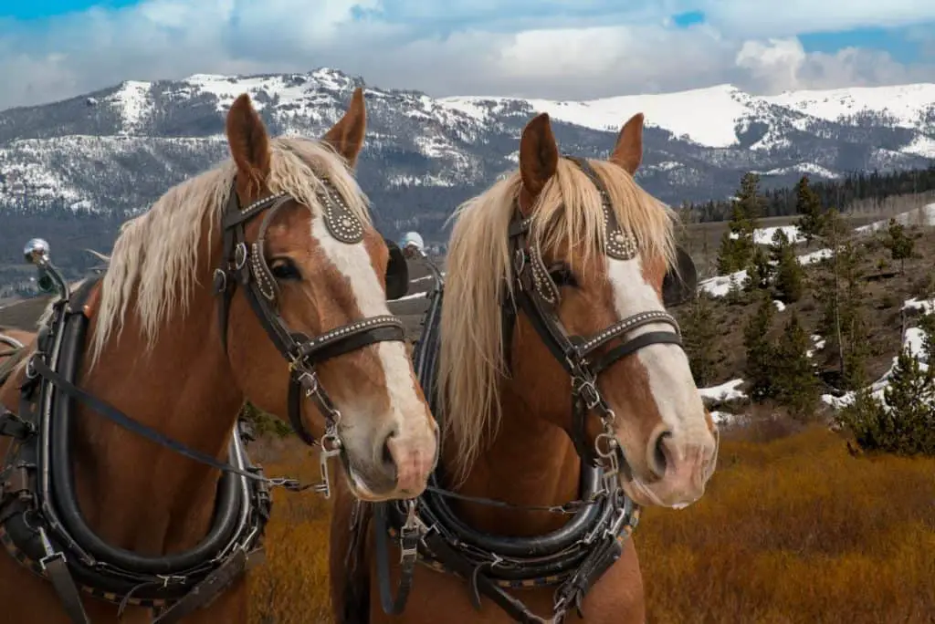 Belgian Draft Horses