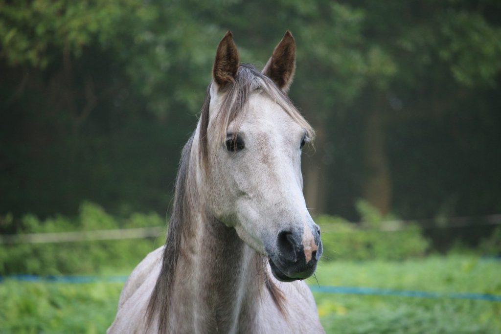 Grey Arabian Thoroughbred Horse