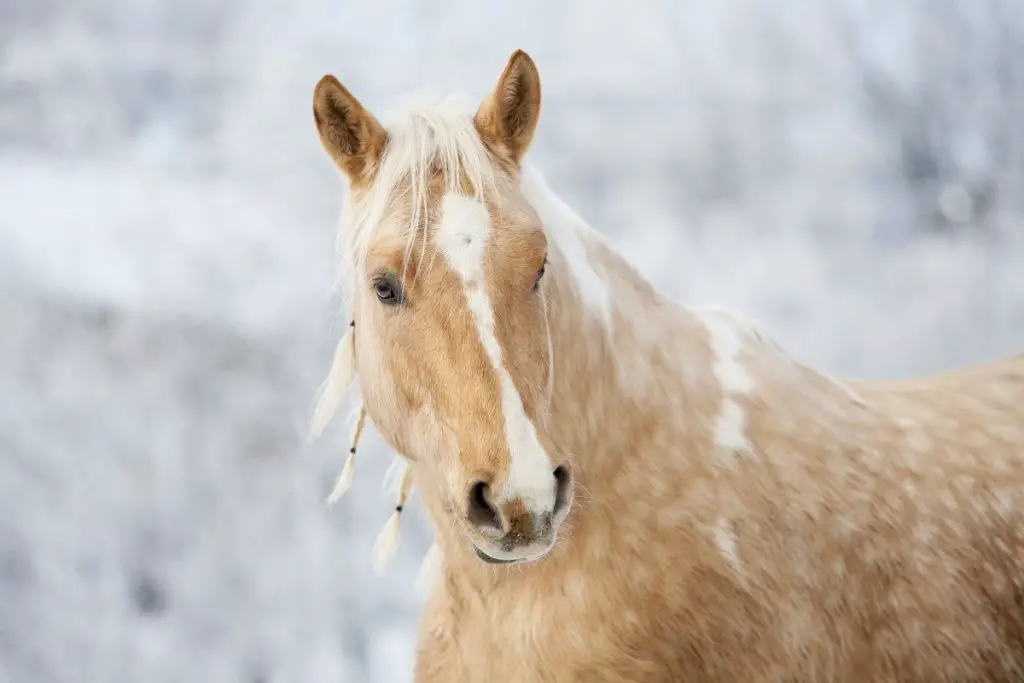 Palomino Horse Names