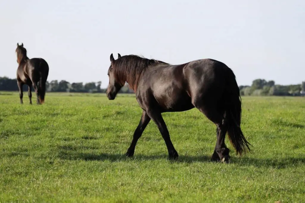 Friesian Horses