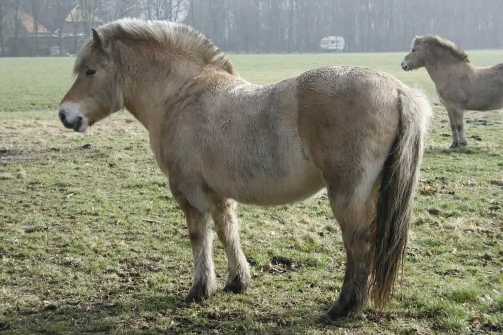 Fjord Horse