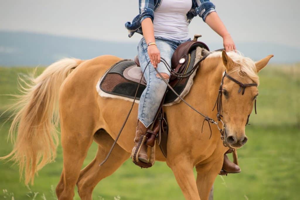 Palomino Horse