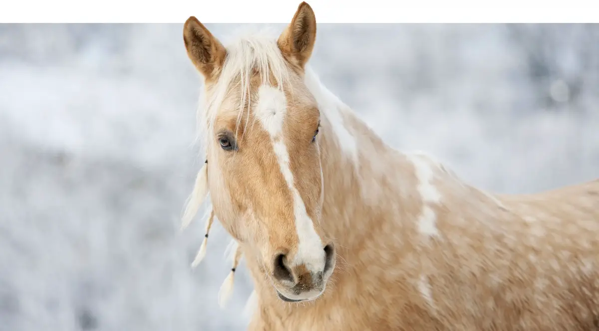 What Is A Palomino Horse? (An Ultimate Guide)