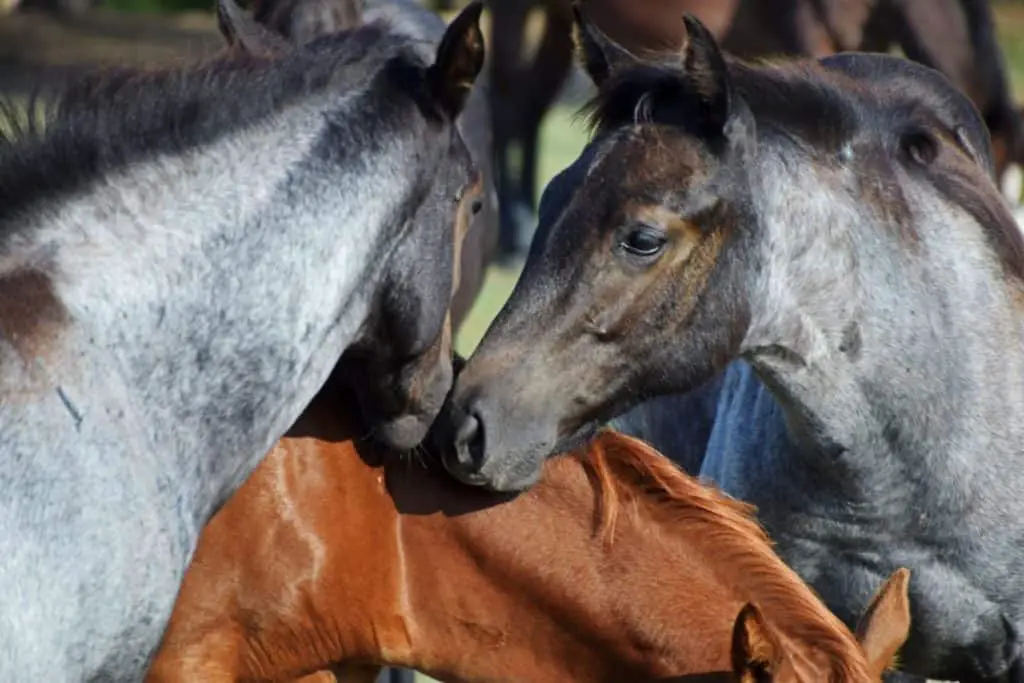 What is the lifespan of a quarter horse