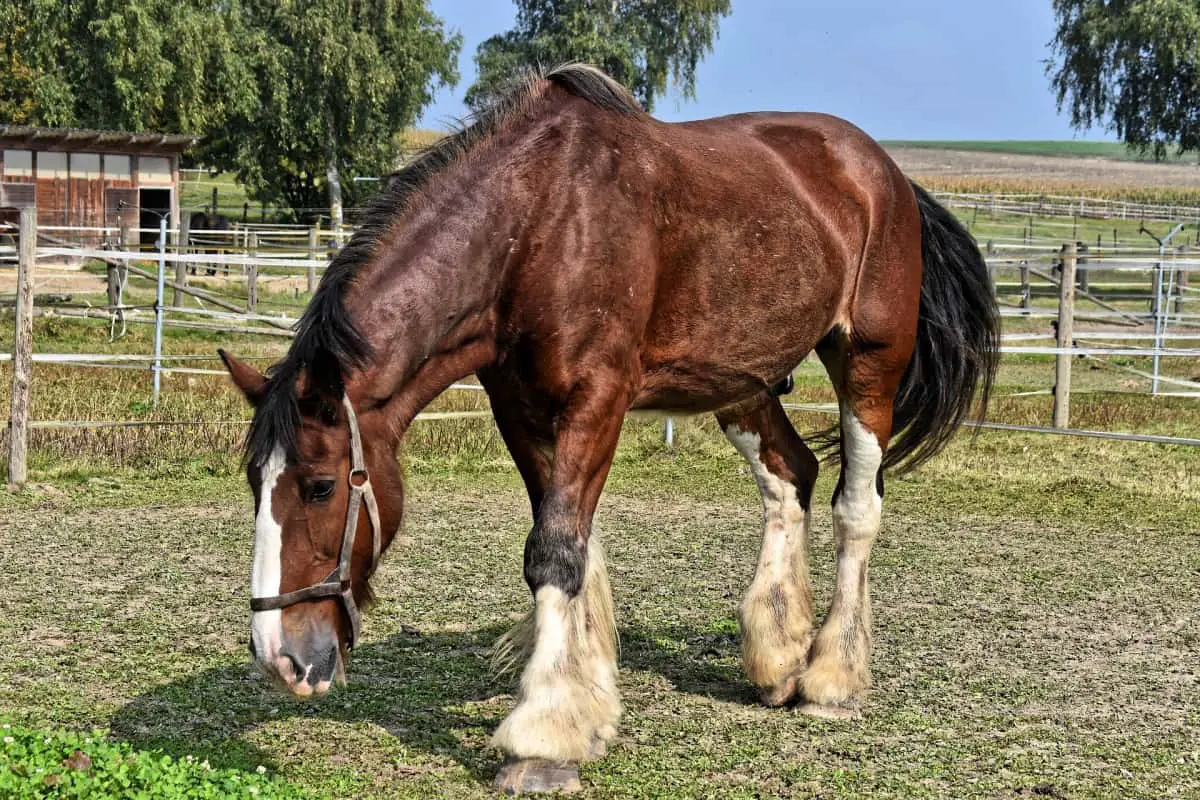 Top 10 Strongest And Most Popular Draft Horse Breeds