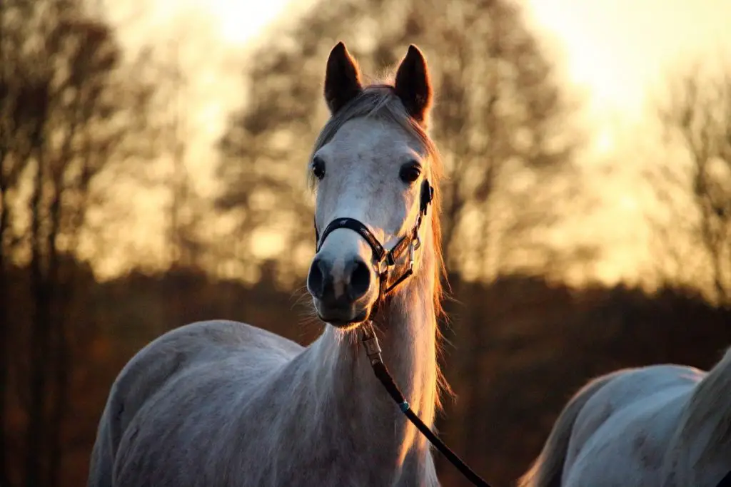 Thoroughbred Horse At Sunset