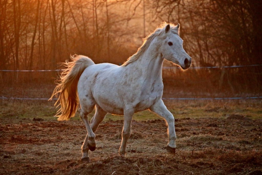 White Arabian Thoroughbred Horse