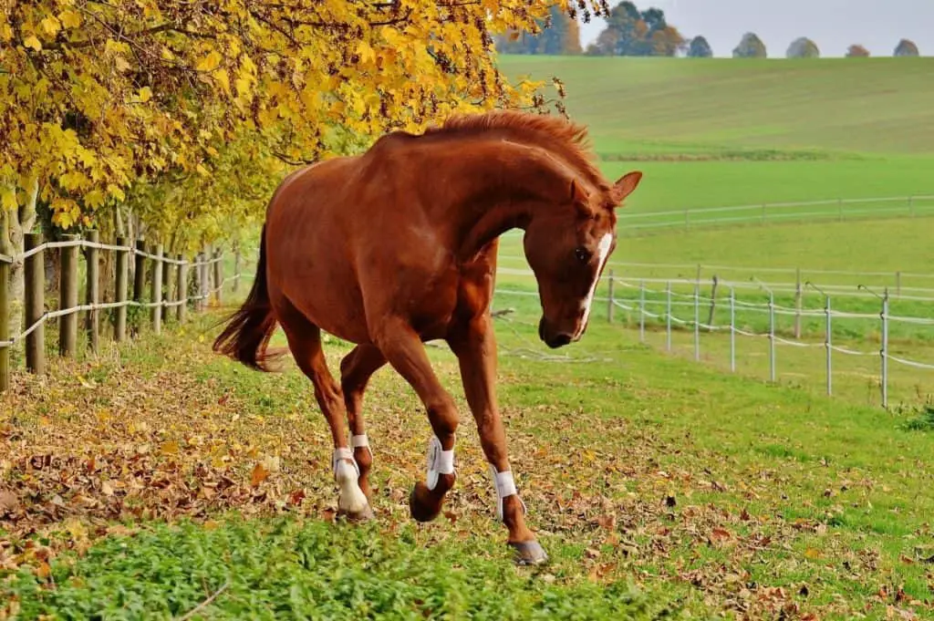 Do Horses Sweat