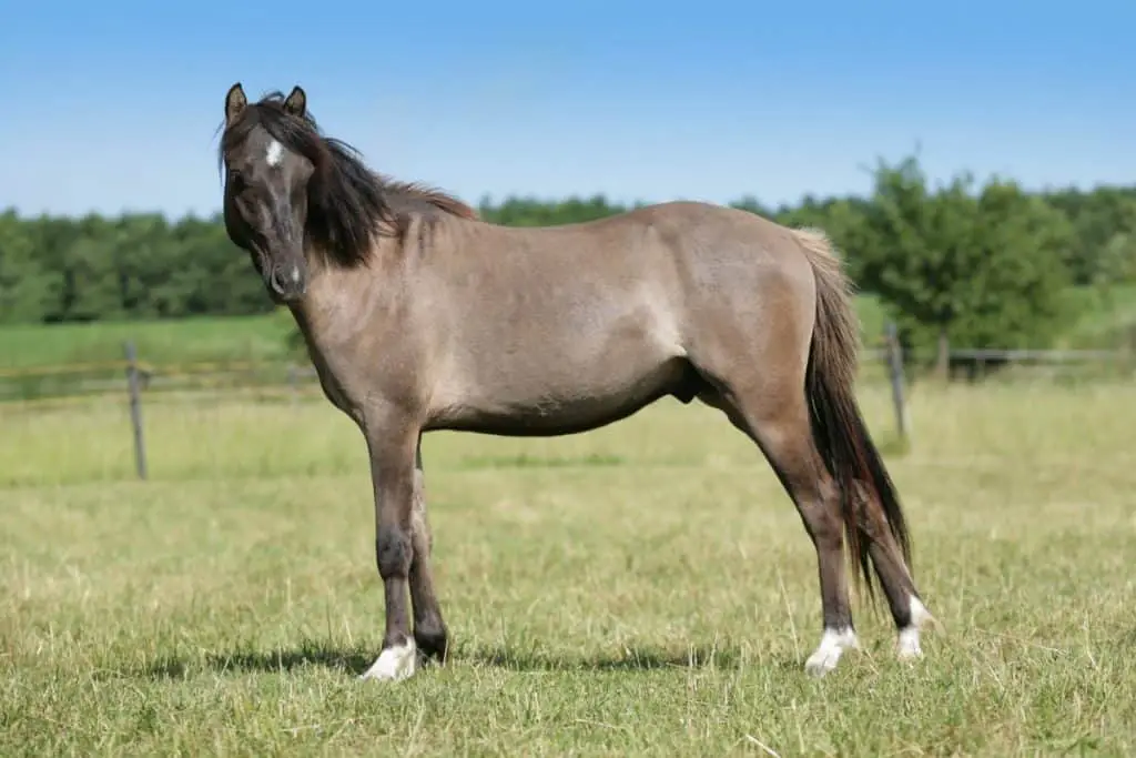 Gelding Horse In A Field