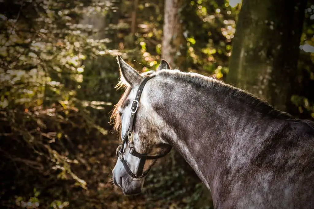 Gelding Horse