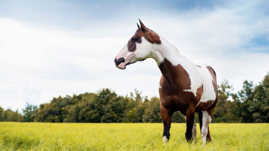 American Paint Horse