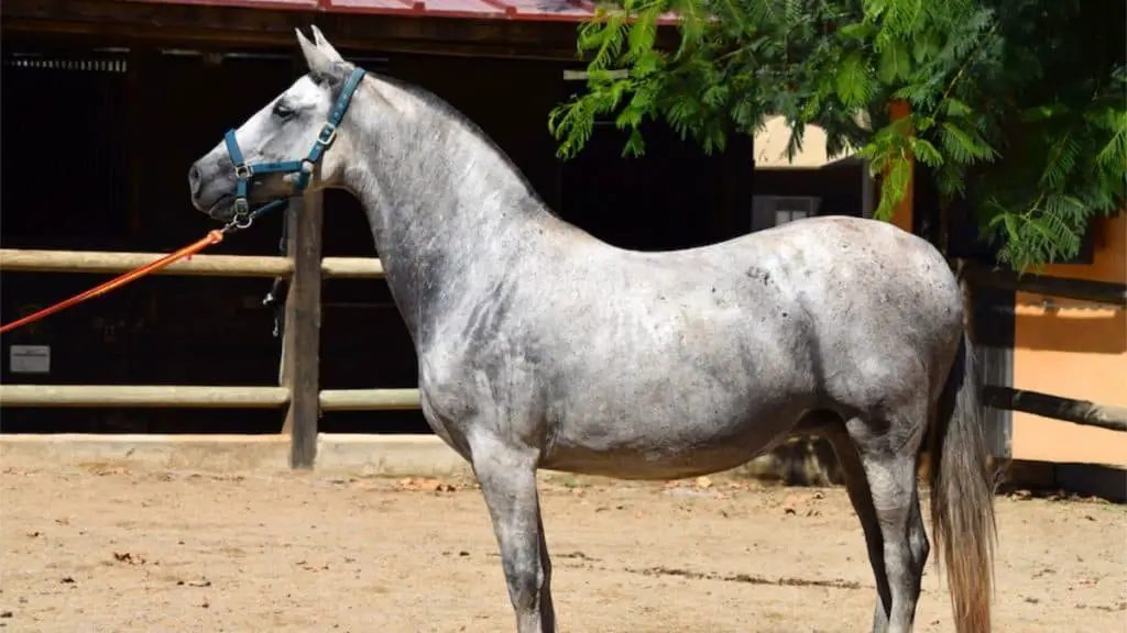 Andalusian Horse