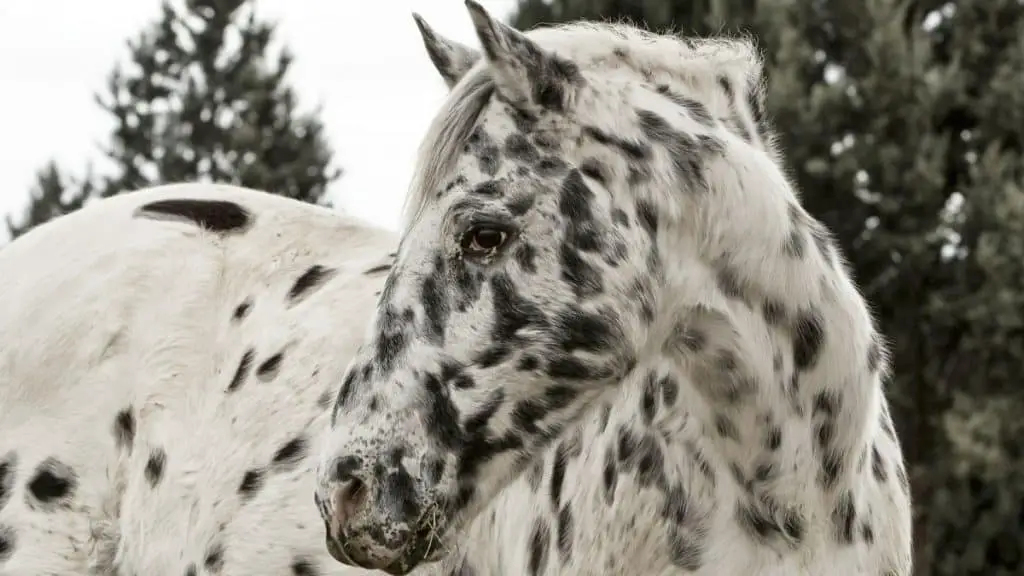 Appaloosa Horse